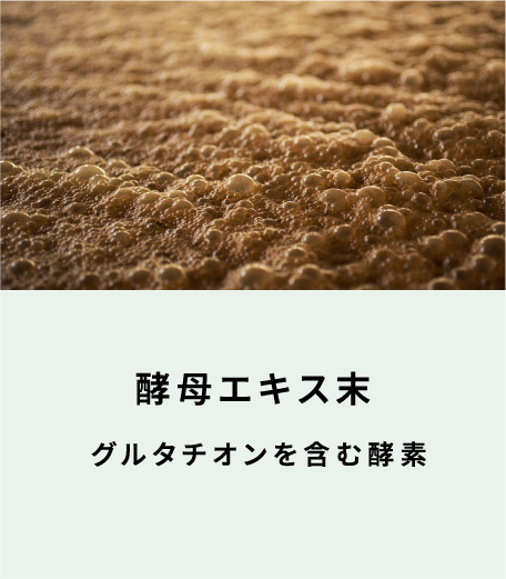 酵母エキス末 グルタチオンを含む酵素（表面）