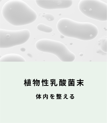 植物性乳酸菌末 体内を整える（表面）
