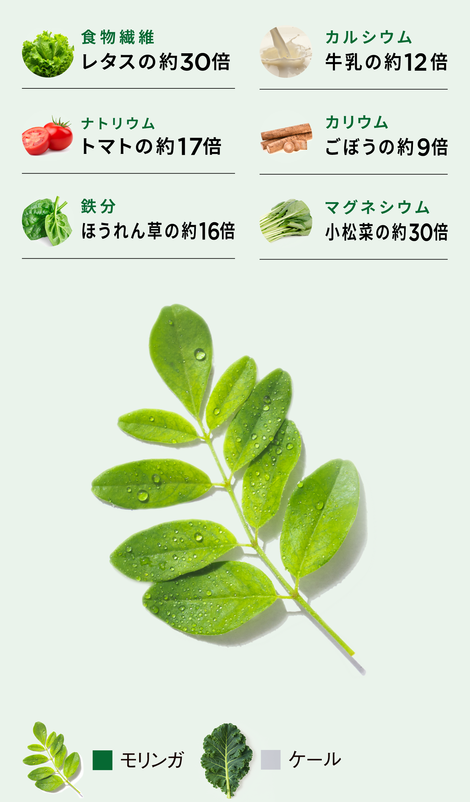 驚きの栄養素スーパーフード モリンガ100%