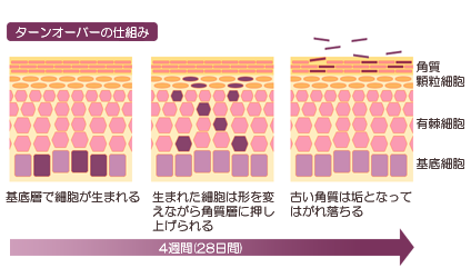 肌のターンオーバーの説明図