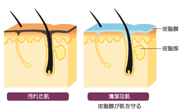 皮脂膜の役割の説明図