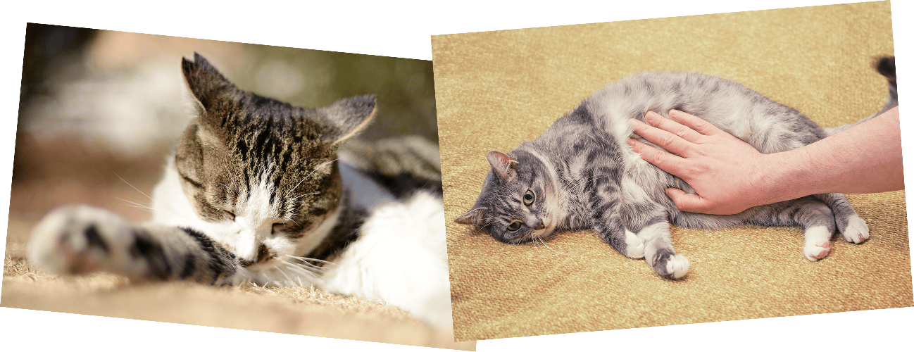 健康や体型の変化が気になる猫たちの様子