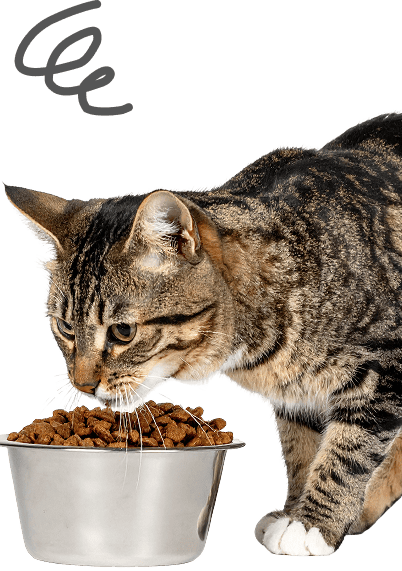 キャットフードを食べる猫の様子