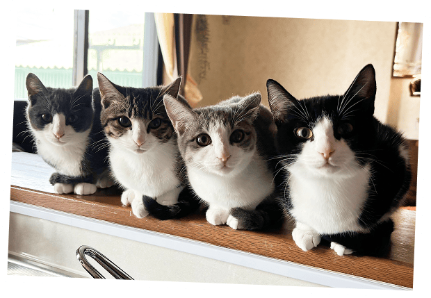 4匹横に並ぶ猫