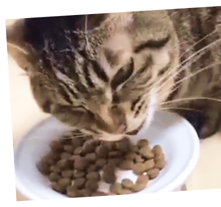 食事する猫
