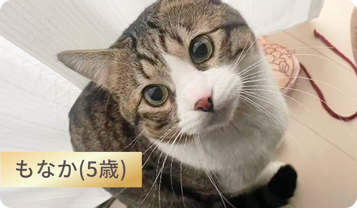GRANDS（グランツ）キャットフードを愛用する5歳の猫