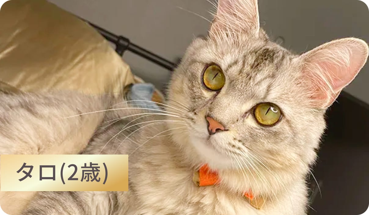 GRANDS（グランツ）キャットフードを愛用する2歳の猫