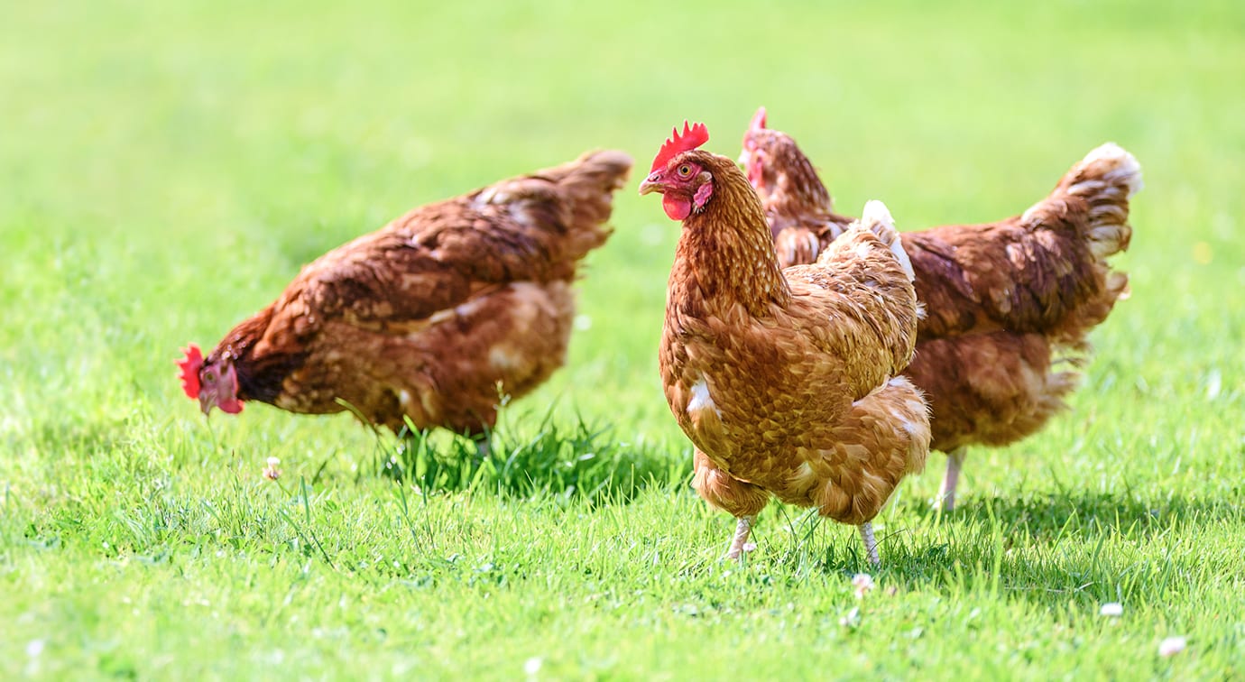 平飼いで健康的に育てられた鶏を使用