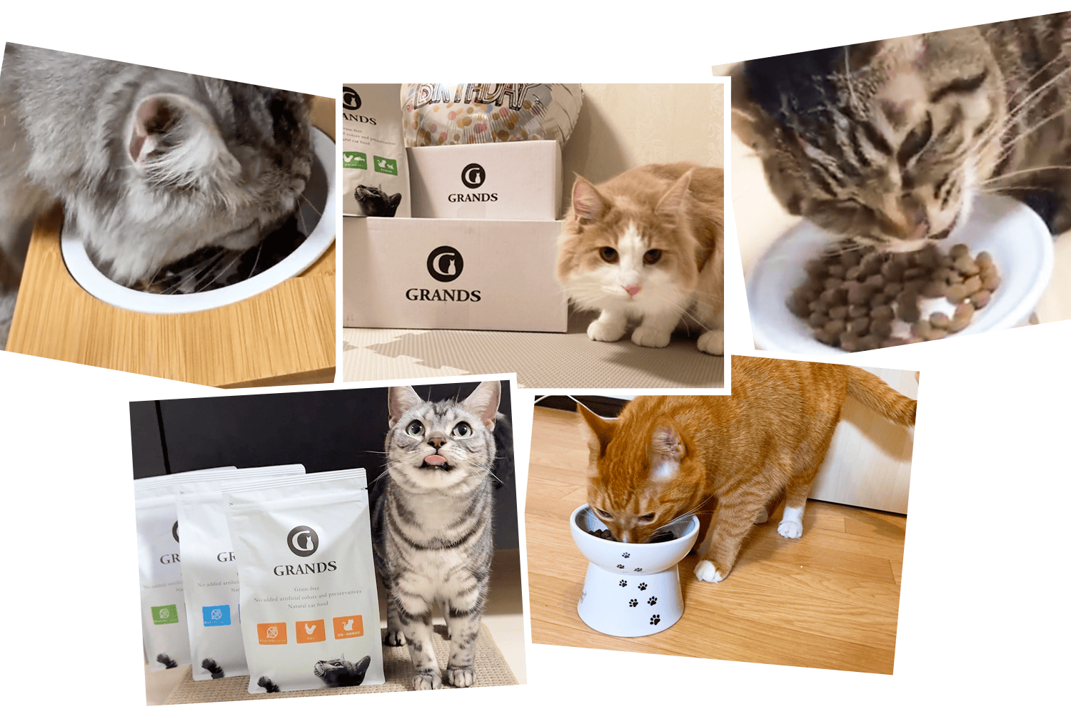 GRANDS（グランツ）キャットフードを愛用する猫たちの様子
