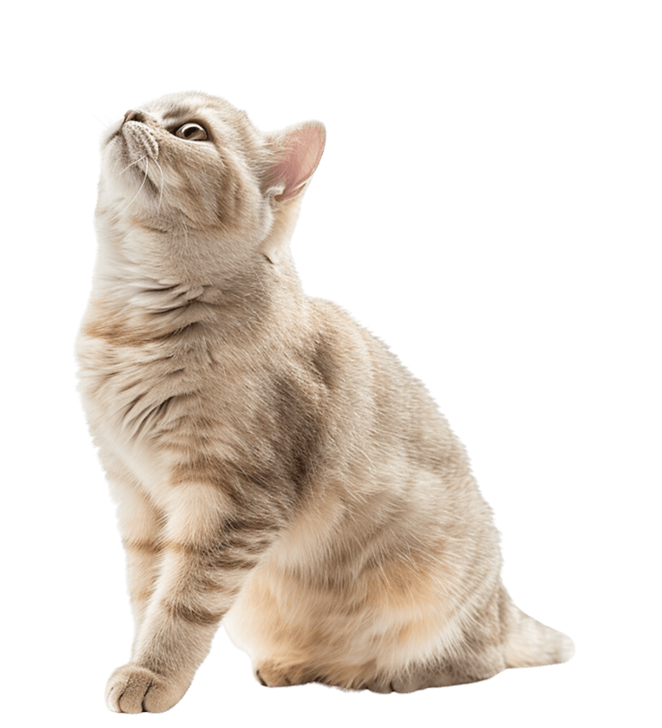 上を向く健康的な猫