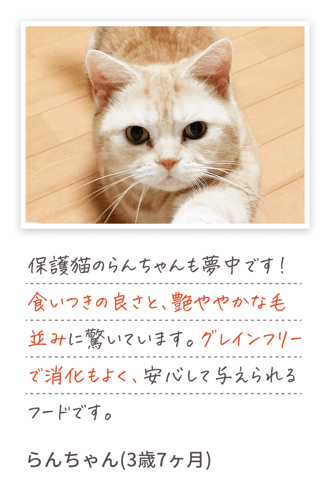保護猫のらんちゃんも夢中です！食いつきの良さと、艶ややかな毛並みに驚いています。グレインフリーで消化もよく、安心して与えられるフードです。