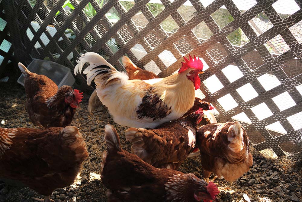 関連記事「フランスで製造する理由」のサムネイル