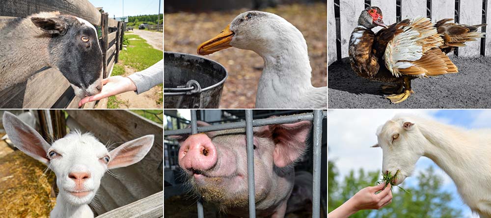 農場にいる動物を撮影した写真が3枚ずつの計6枚並んでいる。写っているのはロバ・ガチョウ・七面鳥・ヤギ・豚・ヤギである