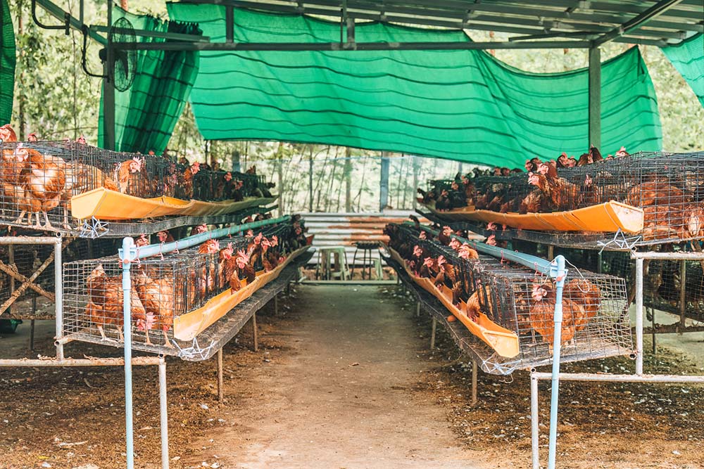 屋根のある半屋外の養鶏場で、2段に積まれた金網のケージの中に多数の茶色の鶏が並んで飼育されている様子