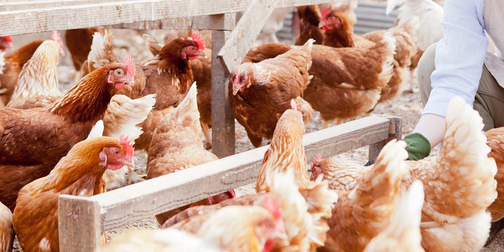 平飼いされている多数の茶色い鶏が地面を歩いたりご飯をもらっている様子