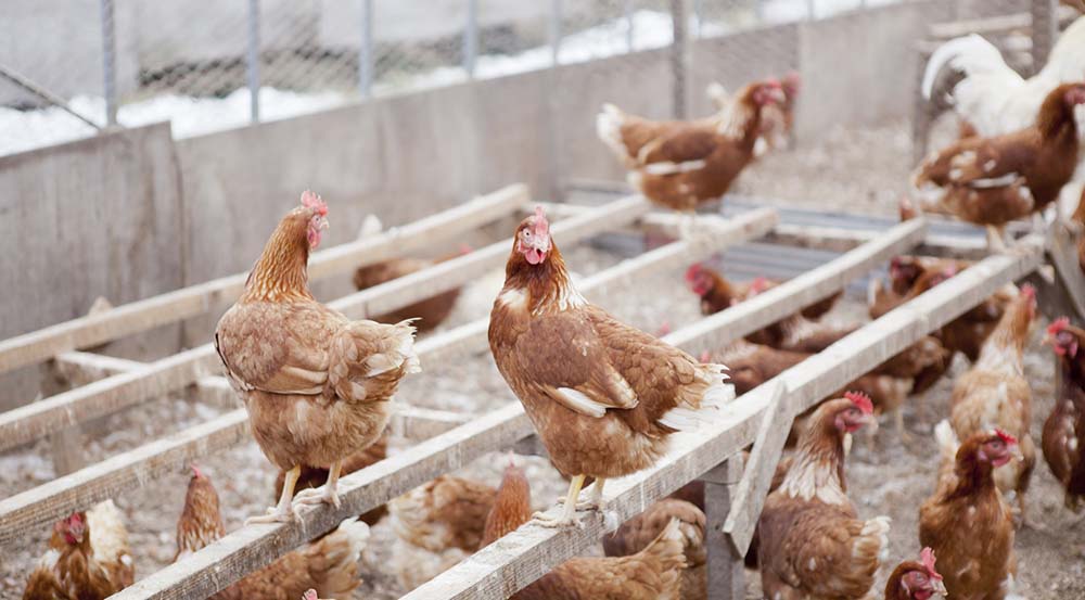 平飼いされている鶏たちが木の棒の上で休憩したり地面を歩くなど自由に過ごしている様子の写真