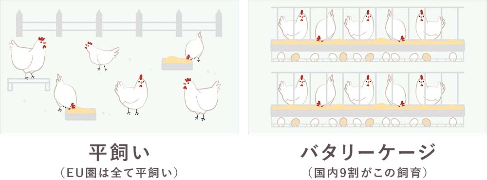 2枚の画像が並んでおり、左が平飼い（EU圏は全て平飼い）のイメージイラスト、右がバタリーケージ（国内9割がこの飼育）のイメージイラスト
