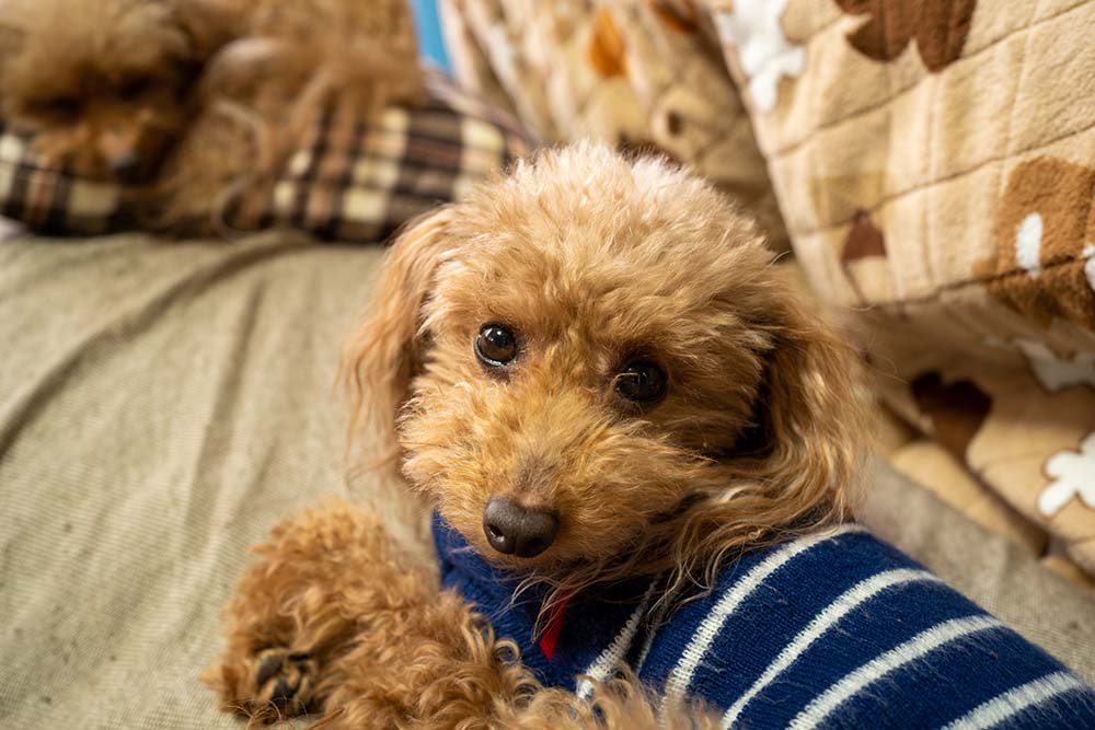 ベットの上に座りこちらを見ている茶色いトイプードルのティアラちゃんの写真