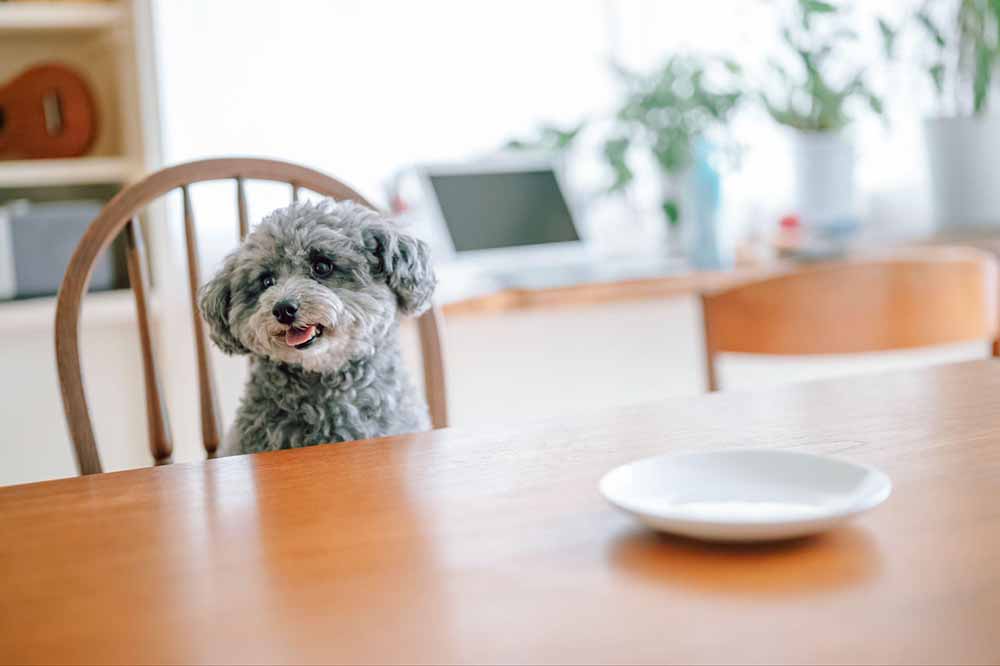 ダイニングテーブルの椅子に座り、空のお皿を見つめてごはんを待つ愛犬