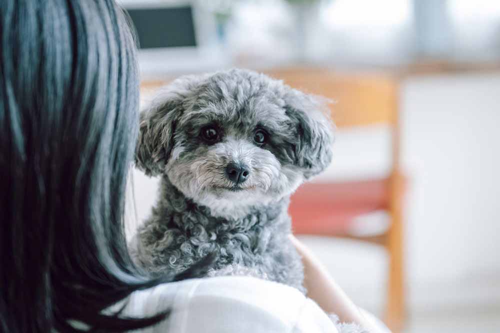 飼い主に抱っこされ、安心した表情でこちらを見つめる愛犬