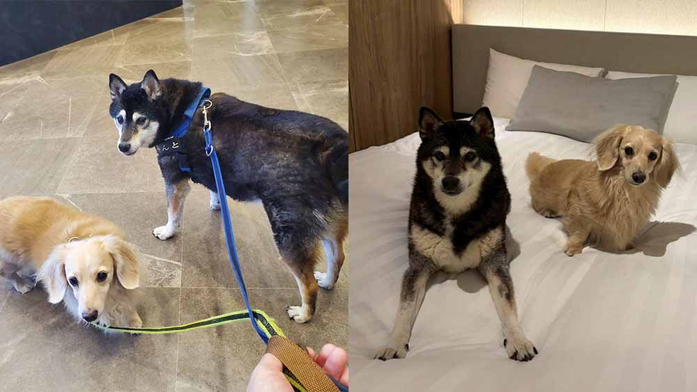 お客様の愛犬である黒い被毛の柴犬のみんとちゃんと、クリーム色のダックスのティアちゃん