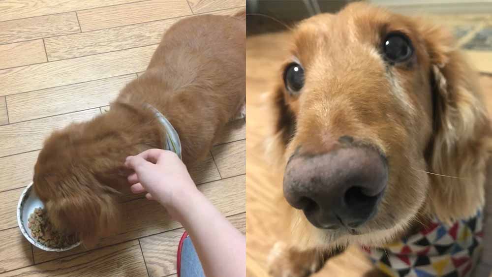 ごはんを夢中で食べる姿と、カメラを近くで見つめる愛らしい表情のお客様の愛犬であるダックスのトトちゃん