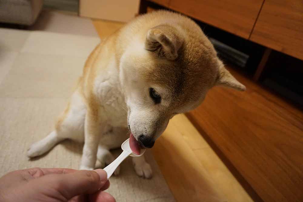 飼い主さんの手からスプーンを嬉しそうに舐める、お客様の愛犬である柴犬のふうたちゃん