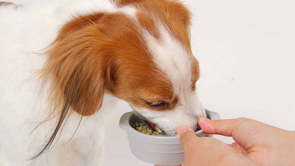 飼い主が手で差し出した器から、安心できる無添加ごはんを美味しそうに食べる愛犬