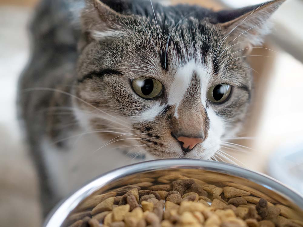 キャットフードの入ったボウルを真剣に見つめる猫