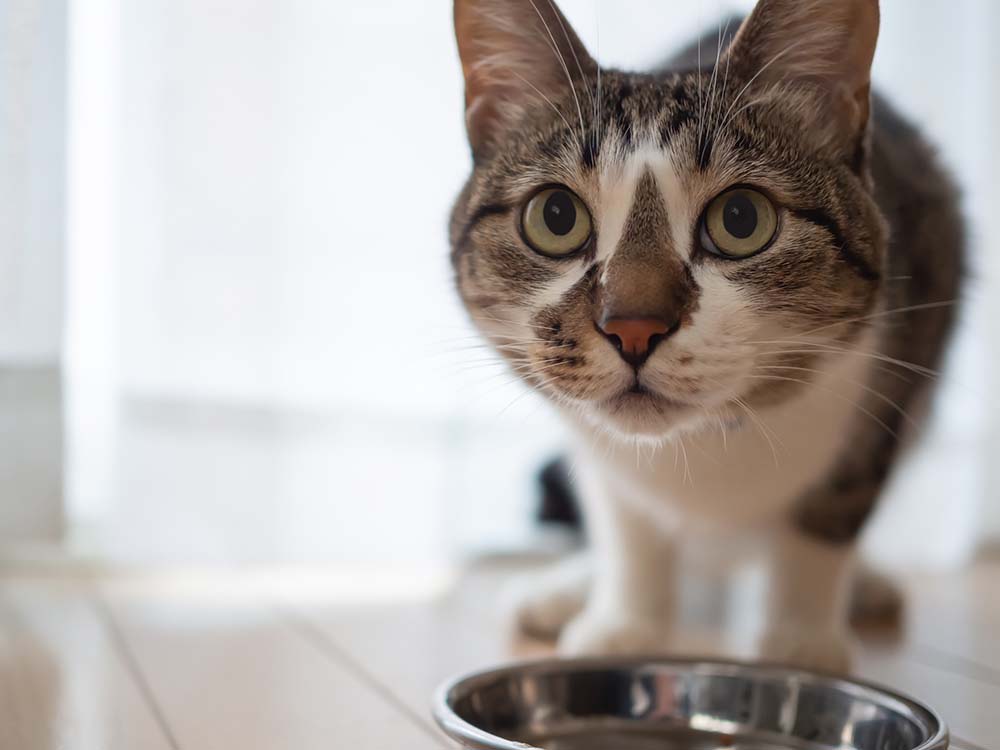 キャットフードの入ったボウルの前で立ち止まり物言いたげな表情を浮かべる猫