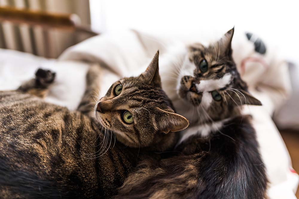 ベッドの上でリラックスして寄り添いながら横たわる2匹の猫