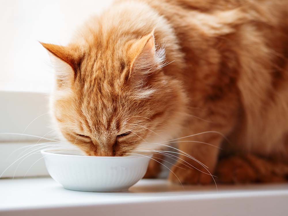 白いお皿からドライタイプのキャットフードを食べている茶色の猫
