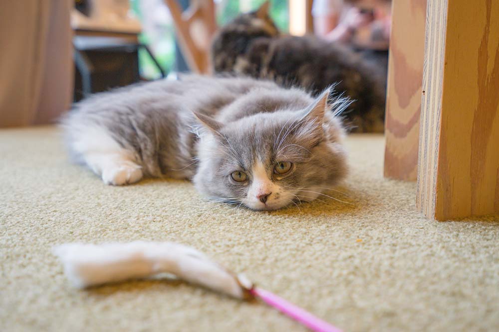 猫用おもちゃの横で床に寝そべり、少し退屈そうにしている長毛の猫