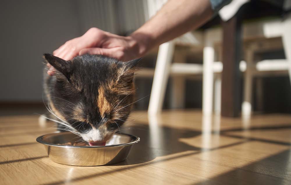 飼い主に優しく頭を撫でられながらキャットフードを食べる三毛猫