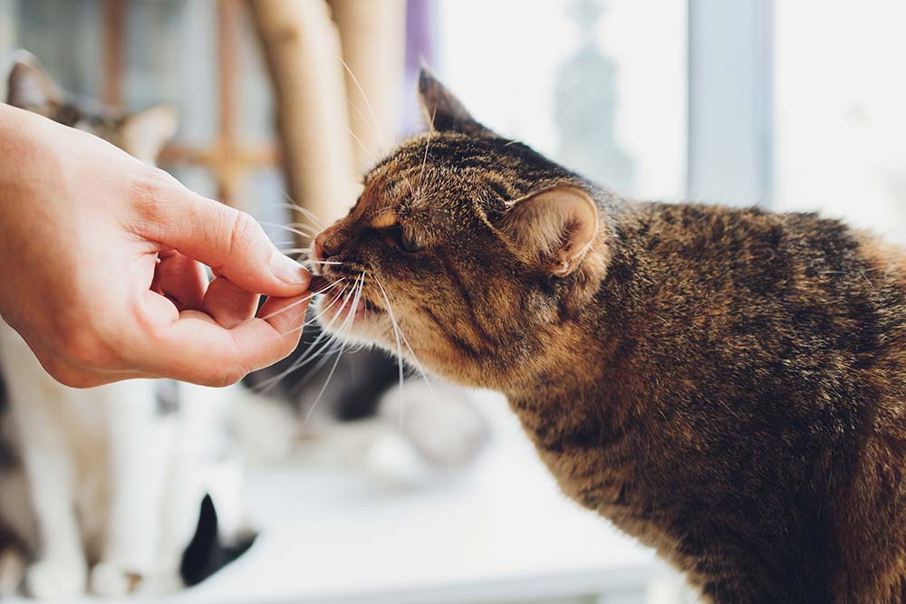 飼い主の手から直接キャットフードを一粒もらって食べているキジトラ猫