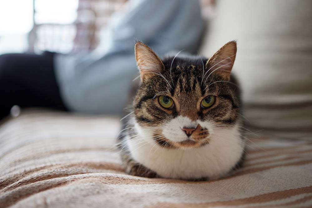 ソファの上で香箱座りをしてくつろいでいる猫