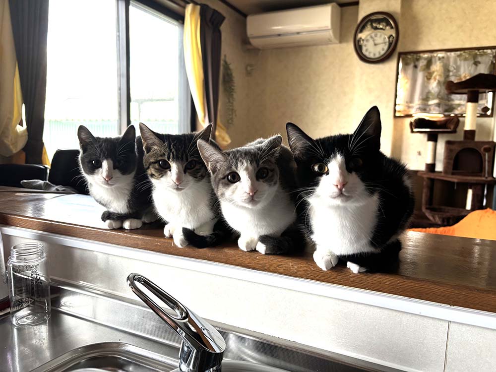 キッチンカウンターに並んでお行儀よくお座りしている4匹の猫たち（まるちゃん、すいかちゃん、かいちゃん、ぴゅーちゃん）