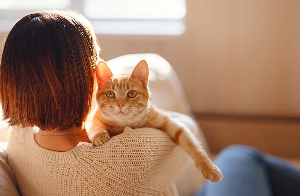 飼い主に抱っこされて、安心した表情でこちらを見つめる茶トラ猫