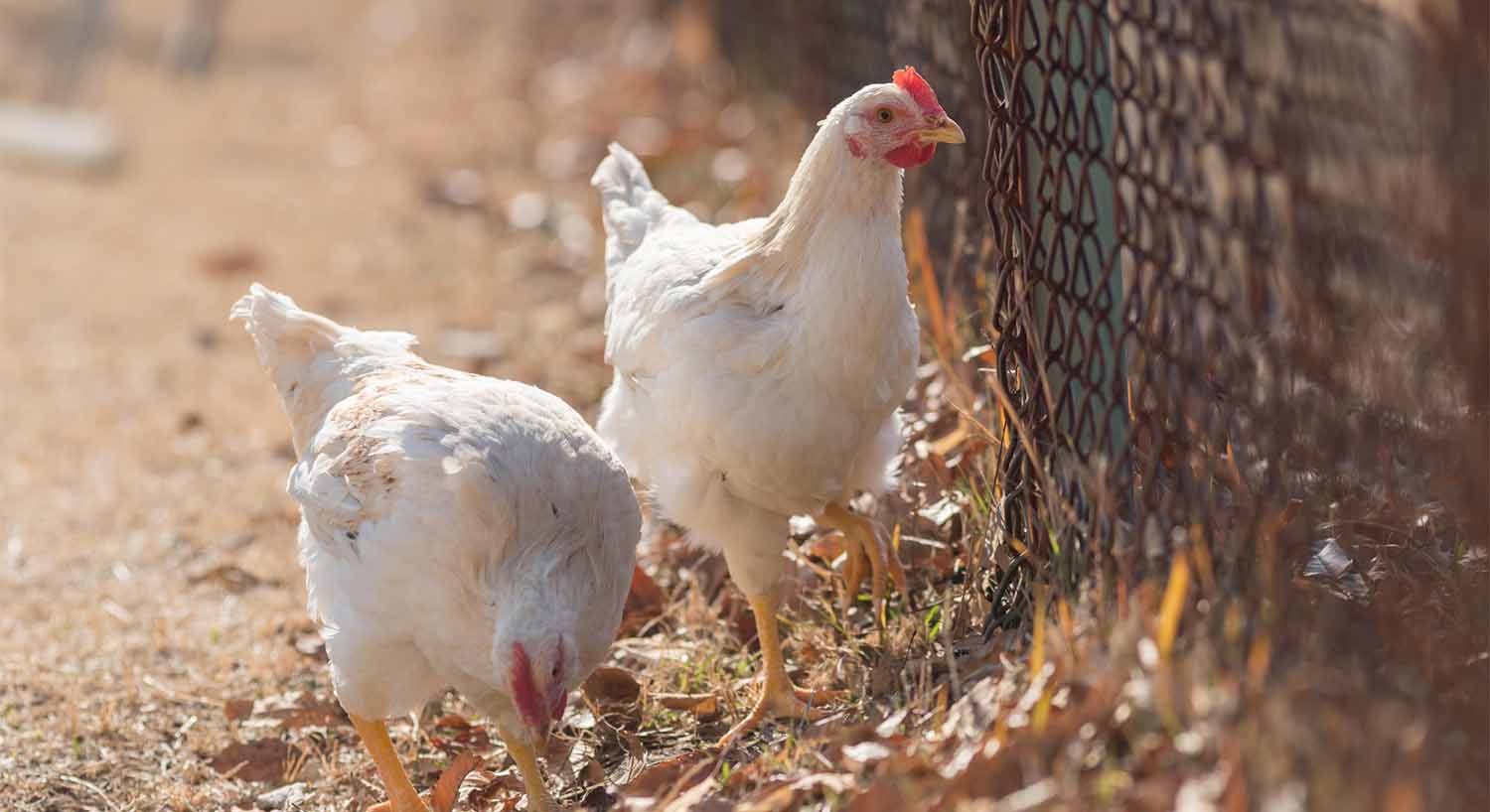 地面を自由に歩き回っている鶏の画像。平飼いのイメージ。