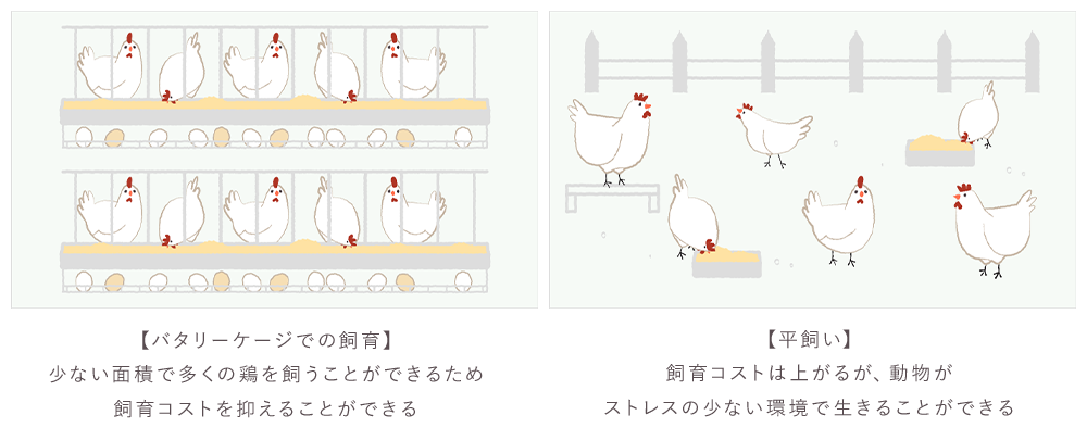 バタリーケージでの飼育は少ない面積で多くの鶏を飼うことができるため飼育コストを抑えることができ、平飼いは飼育コストは上がるが動物がストレスの少ない環境で生きることができるということを表したイラスト