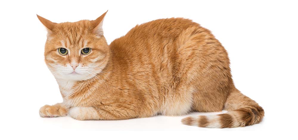 茶色い猫ちゃんが白い地面に伏せて真顔でこちら側を見ている様子