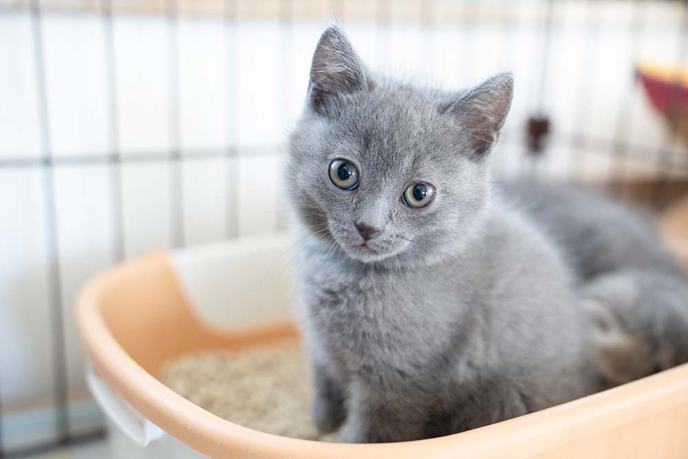 グレーの子猫が、薄ピンク色の猫用トイレの中で座ってこちらを見ている様子。