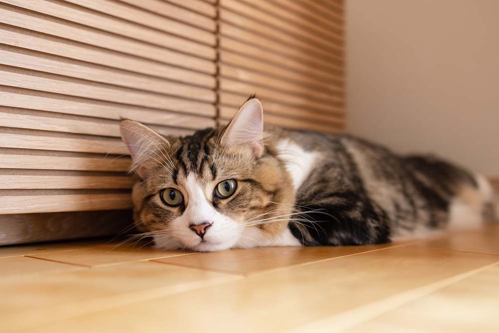 茶色い棚の前で床に伸びている斑模様の猫ちゃんがこちらを見ている画像