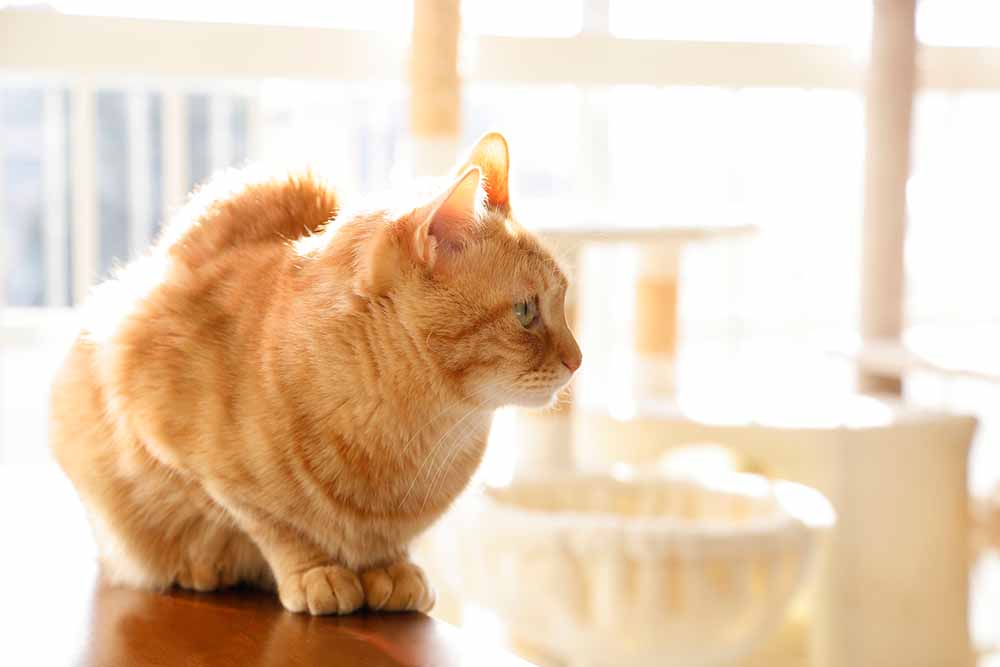 陽の当たる窓際のテーブルの上でお行儀よく座って遠くを見ている茶色い猫ちゃんの画像