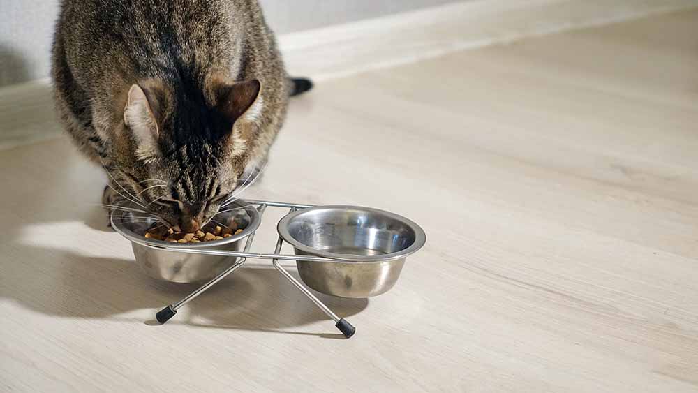 部屋の中で銀のお皿に入ったキャットフードを食べている猫ちゃんの画像