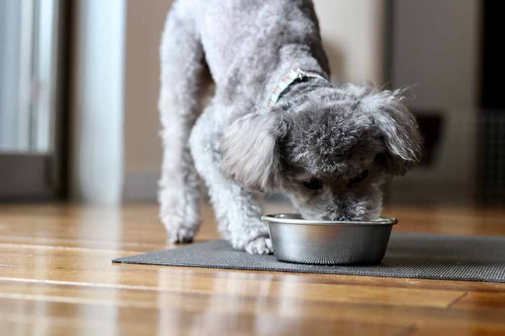 関連記事「愛犬の被毛・皮膚の健康は毎日のごはんで整える」のサムネイル