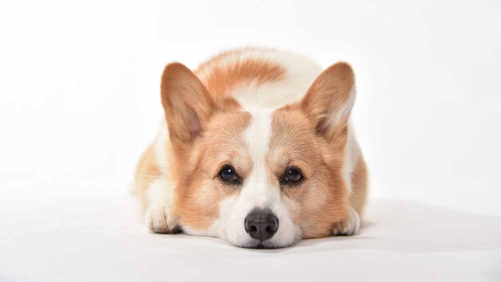 白い地面で伏せをしている、お口がムッとなっていて少し体調の悪そうな様子のコーギーの画像