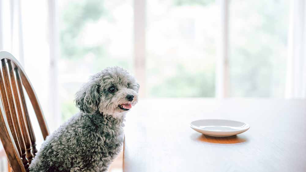 人間のダイニングチェアにお行儀よく座っている、毛並みがグレーのトイプードルの画像。テーブルの上にはお皿が置いてあり、ご飯をもらうのを待っている様子。
