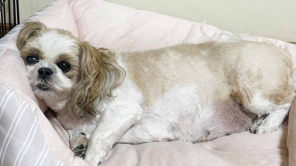 グランツを継続しているお客様の写真。シーズーのきなこちゃん（7歳）