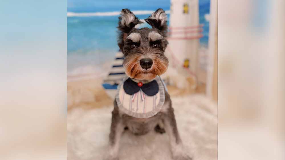 グランツを継続しているお客様の写真、シュナウザーのすいちゃん（6歳）